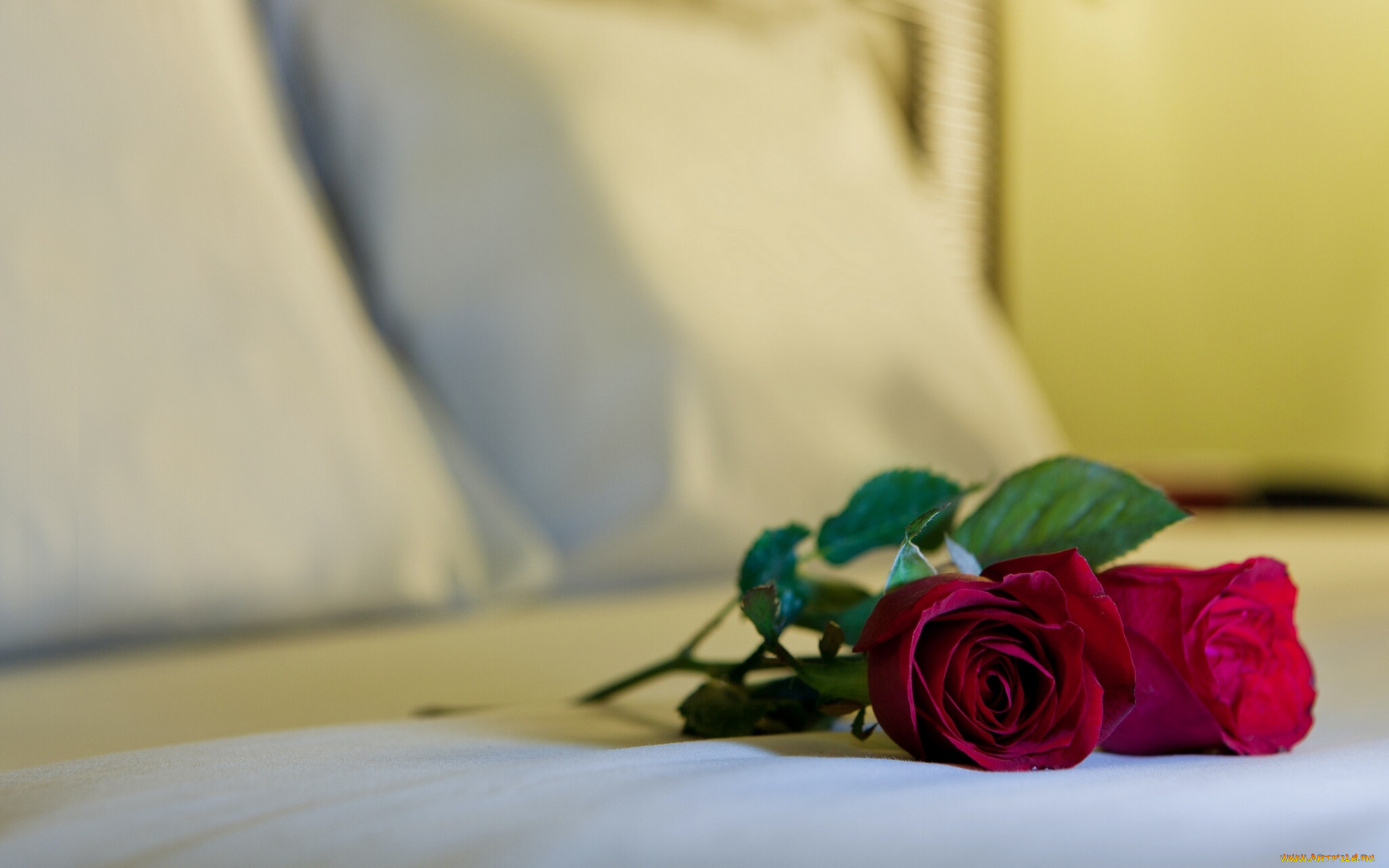 Цветы в постели роза